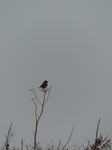 FZ020774 Little bird.jpg